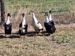 Te koop meerdere indische loopeenden zwartbont, Dieren en Toebehoren, Pluimvee, Meerdere dieren, Eend
