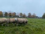 Texelaar dekrammen (rammen ram dekram ramlam), Dieren en Toebehoren, Schapen, Geiten en Varkens, Mannelijk, Schaap, 0 tot 2 jaar