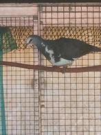 Wongaduif, Dieren en Toebehoren, Vogels | Duiven, Meerdere dieren, Overige soorten