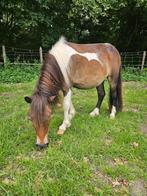 Mooi bonte Shetlanderland jaarlinghengst, Dieren en Toebehoren, Pony's, Gechipt, 0 tot 2 jaar, Hengst, A pony (tot 1.17m)