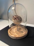 Opgezette kogelvis / egelvis (taxidermie) onder glazen stolp, Ophalen, Zo goed als nieuw
