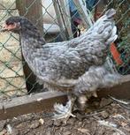 Brahma hennen groot, Dieren en Toebehoren, Vrouwelijk, Kip