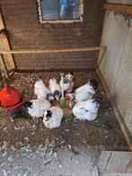 Sussex groot columbia kippen te koop, Dieren en Toebehoren, Pluimvee, Meerdere dieren, Kip