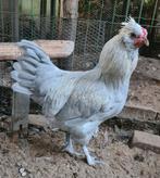 Easter Egger Haan, jong, licht grijs, Dieren en Toebehoren, Pluimvee, Mannelijk, Kip
