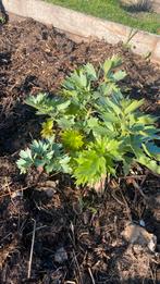 Biologische Maggie plant- Lavas-, Tuin en Terras, Ophalen, Volle zon, Zomer, Groenteplanten