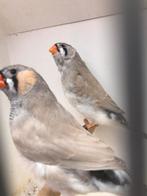 Jong koppel bleekrug, Dieren en Toebehoren, Vogels | Overige Vogels, Meerdere dieren, Tropenvogel