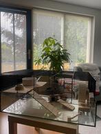 Hamsterhok (goudhamster) glazen onderkant incl. accessoires, Kooi, Minder dan 75 cm, Hamster, Ophalen