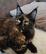 Gezocht: Maincoon dekkater, Dieren en Toebehoren