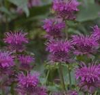 Monarda Scorpion - vaste plant, Tuin en Terras, Planten | Tuinplanten, Ophalen, Zomer, Vaste plant, Overige soorten
