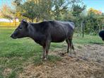 Dahomey vaars, rund, minikoe, Dieren en Toebehoren, Vrouwelijk, 3 tot 6 jaar