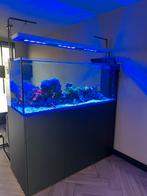 Red Sea Peninsula 650, Dieren en Toebehoren, Vissen | Aquaria en Toebehoren, Ophalen, Zo goed als nieuw, Gevuld zeewateraquarium