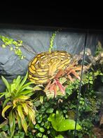 Netpython / retic (superdwarf) 1.0, Dieren en Toebehoren, Ophalen, Nieuw