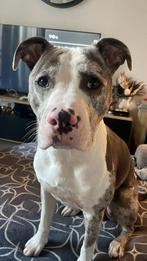Amerikaanse stafford herplaatsing, Dieren en Toebehoren, Honden | Bulldogs, Pinschers en Molossers, 1 tot 2 jaar, Eén hond, Nederland