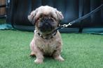 Shih tzu dekreu, Dieren en Toebehoren, Honden | Dekreuen, 6 jaar of ouder, Reu, Meerdere, Nederland
