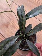hoya Griffith splash, Huis en Inrichting, Kamerplanten, Ophalen of Verzenden, Overige soorten, Minder dan 100 cm