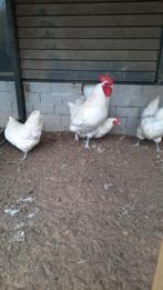 Kippen, Dieren en Toebehoren, Pluimvee, Meerdere dieren, Kip