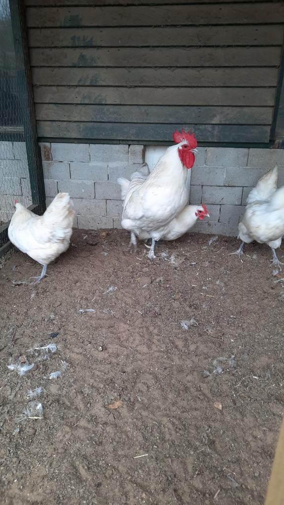 Kippen, Dieren en Toebehoren, Pluimvee, Kip, Meerdere dieren