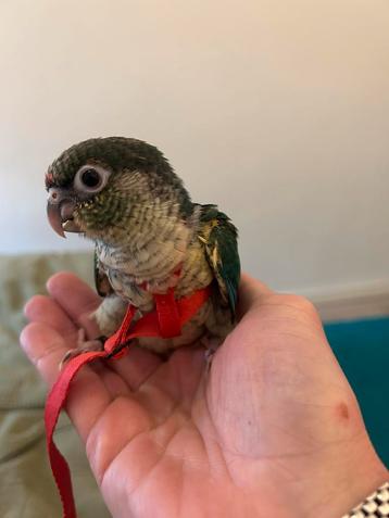 Pyrrhura molinea turquoise opaline baby beschikbaar voor biedingen