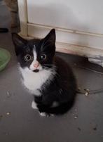 Kittens, Dieren en Toebehoren, Katten en Kittens | Overige Katten, Meerdere dieren