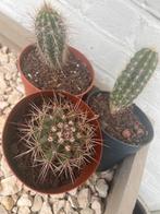 Cactus planten - 3 stuks, Overige soorten, Volle zon, Vaste plant, Ophalen of Verzenden