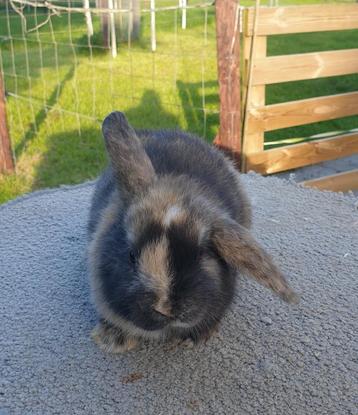 Te koop lief dwerg rammetje beschikbaar voor biedingen