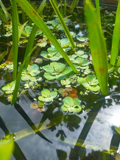 Meerdere drijfplanten! Aquarium en vijver., Dieren en Toebehoren, Vissen | Aquaria en Toebehoren, Nieuw, Plant(en), Steen of Hout