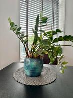 Mooie plant, Ophalen of Verzenden, Zo goed als nieuw, Rond, Minder dan 25 cm