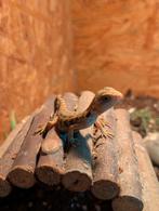 0.0.1 baardagaam pogona vitticeps, Dieren en Toebehoren, Hagedis, 0 tot 2 jaar