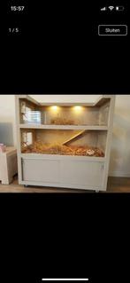 Gezocht! Cavia kast/flat zoals foto., Dieren en Toebehoren, Knaagdieren en Konijnen | Hokken en Kooien, Ophalen, 110 cm of meer