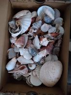 Schoenendoos met schelpen, Verzamelen, Ophalen of Verzenden, Schelp(en)