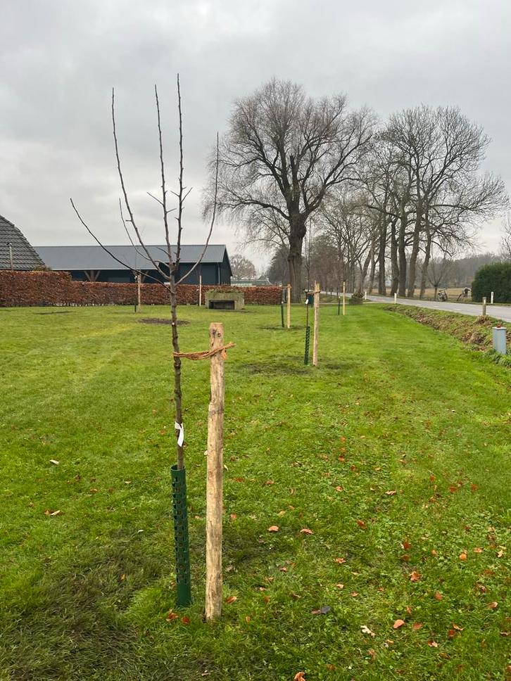 Hoogstam Fruitbomen - een setje appel en peer, Tuin en Terras, Planten | Bomen, Overige soorten, 100 tot 250 cm, Volle zon, Lente