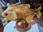 Opgezette.Taxidermie.Taxidermy. Een MEGA grote PYRANHA., Ophalen of Verzenden, Zo goed als nieuw, Reptiel of Amfibie, Opgezet dier