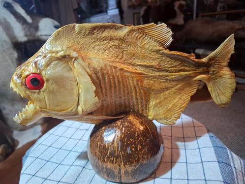 Opgezette.Taxidermie.Taxidermy. Een MEGA grote PYRANHA., Verzamelen, Dierenverzamelingen, Zo goed als nieuw, Opgezet dier, Reptiel of Amfibie