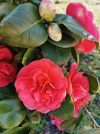 Camélia japonica. Japanse roos, Volle zon, Vaste plant, Lente, Ophalen