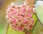 Hoya vittelina gewortelde stek, Overige soorten, Minder dan 100 cm, Bloeiende kamerplant, Halfschaduw
