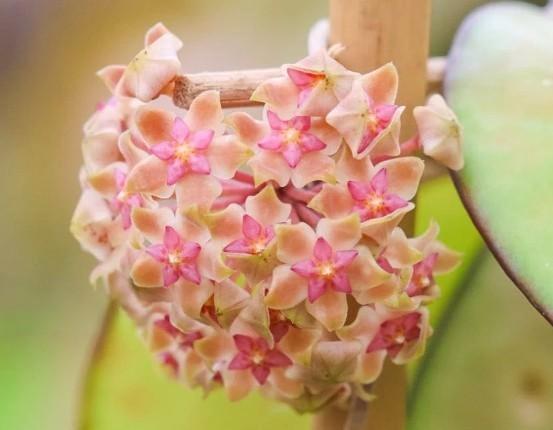 Hoya vittelina gewortelde stek, Huis en Inrichting, Kamerplanten, Overige soorten, Minder dan 100 cm, Bloeiende kamerplant, Halfschaduw