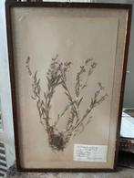 Oud Herbarium **Het Geruite Roosje**, Ophalen of Verzenden