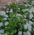 Hortensia wit tuinplant, Ophalen, Overige soorten, Halfschaduw