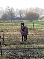 op zoek naar......, Dieren en Toebehoren, Stalling en Weidegang, Weidegang, 1 paard of pony