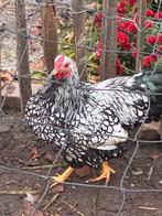 wyandotte krielhaan, Dieren en Toebehoren, Pluimvee, Mannelijk, Kip