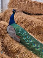 Jonge pauwen, Dieren en Toebehoren, Pluimvee, Meerdere dieren, Overige soorten