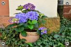 Tuinposter-Schuttingposter Pot met Hortensia 120x80 cm (bxh), Verzenden, Nieuw, Info@GoodSmiling.com, Good Smiling Fotoprint