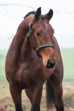 3 jarige hengst van kjento x furst heinrich, Dressuurpaard, Hengst, 3 tot 6 jaar, 160 tot 165 cm