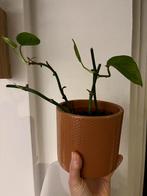 Epipremnum, Huis en Inrichting, Kamerplanten, Ophalen, Halfschaduw, Minder dan 100 cm