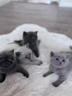 Britse korthaar kittens, Dieren en Toebehoren, Katten en Kittens | Raskatten | Korthaar, Kater, Ontwormd