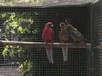 Te koop Penant Rosella, Dieren en Toebehoren, Meerdere dieren, Parkiet