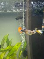 Gup vrouw, Dieren en Toebehoren, Vis, Zoetwatervis