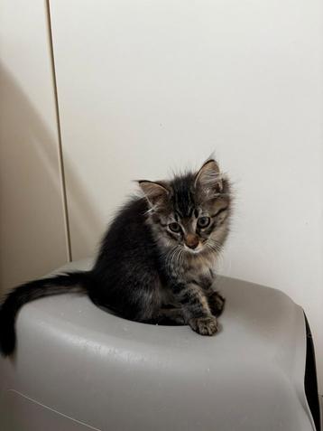 kittens Noorse boskat x europese korthaar € 250,00 beschikbaar voor biedingen