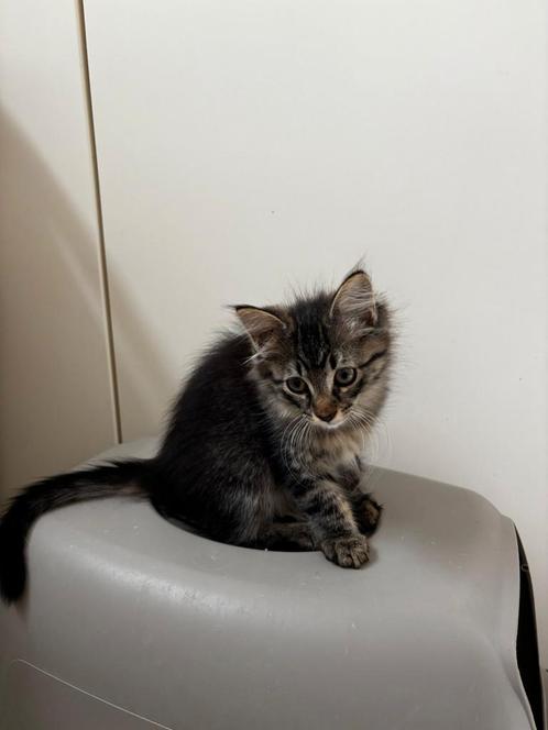 kittens Noorse boskat x europese korthaar € 250,00, Dieren en Toebehoren, Katten en Kittens | Raskatten | Langhaar, Meerdere dieren