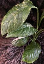 Monstera Lechleriana Variegata #4, Overige soorten, Minder dan 100 cm, Groene kamerplant, Halfschaduw